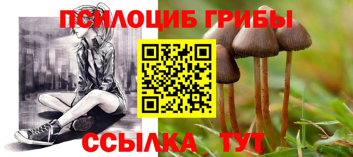 Галлюциногенные грибы Psilocybe Тосно